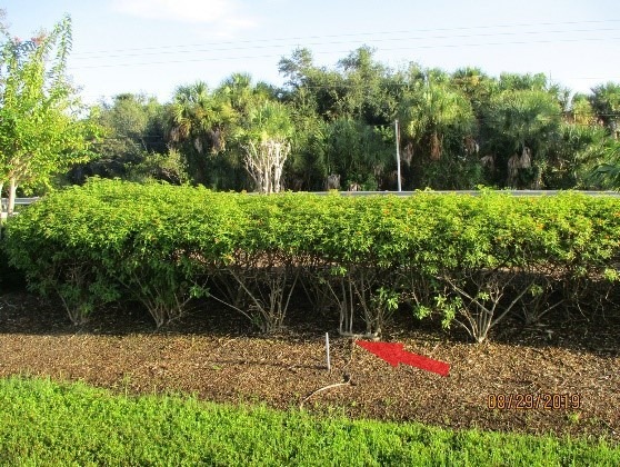 A broken irrigation riser was observed in the 41 median behind the shrubs / dead crape myrtle. Picture #2.