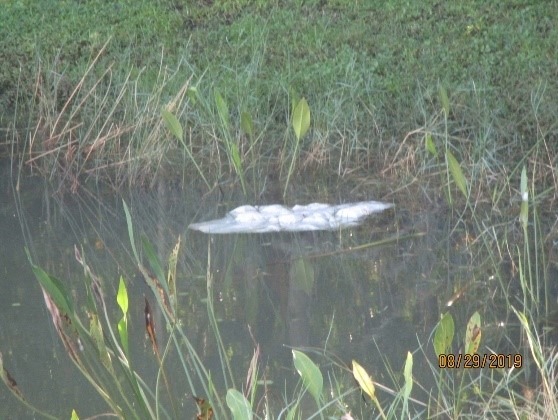 Trash floating in the retention pond.