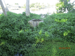 Overgrown vegetation around the overflow structure on Wilderness Cay.