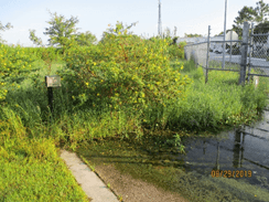 Thick vegetation within the retention ponds outside the water plant.