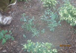Weeds growing around the ground covers at Newport Drive entrance.